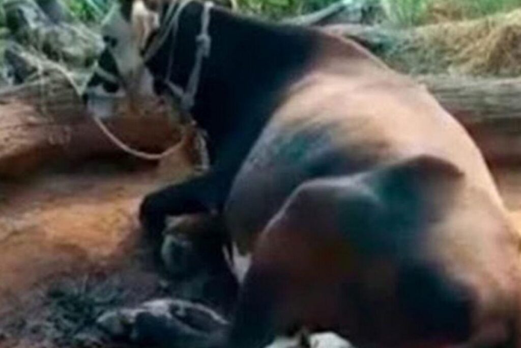 A vaca amamentou os filhotes que estavam perdidos