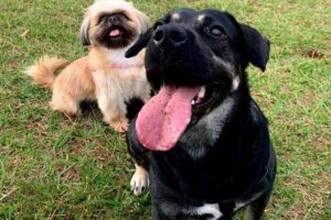 Publicação de Igor agradecendo à todos que ajudaram nas buscas pelo cão