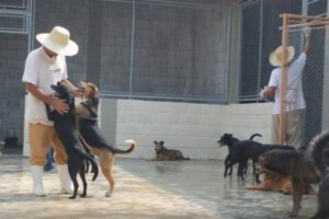 Os detentos irão cuidar dos animais que foram abandonados
