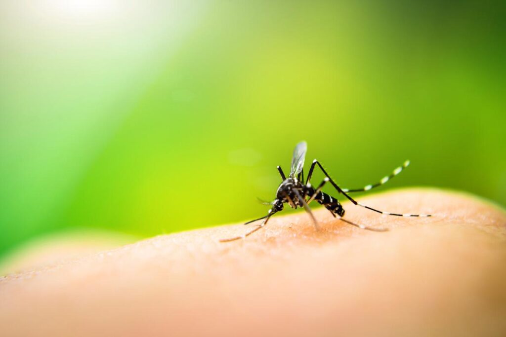 Casos de dengue aumentam 95% no Brasil em comparação ao ano passado