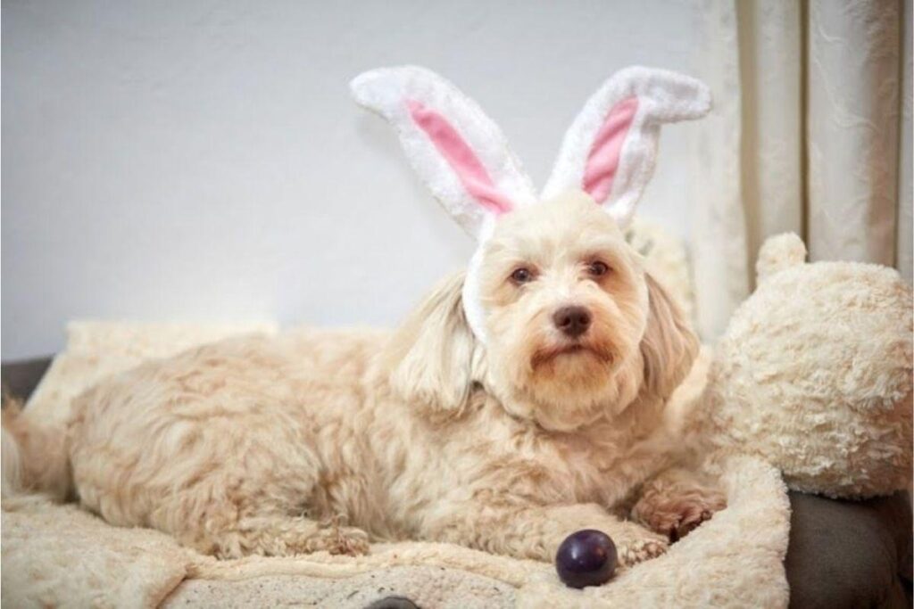 Cachorro não pode comer chocolate: veja como incluí-lo na Páscoa em família