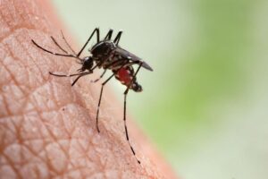 Pesquisas estão sendo feitas para ver a possibilidade de aumento dos casos do Zika Vírus