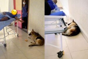 O cachorro foi até o hospital seguindo a ambulância