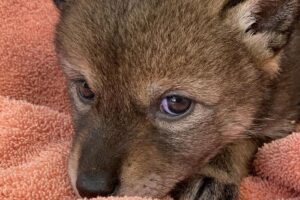 A família acreditava se tratar de um cachorro abandonado, mas era um coiote