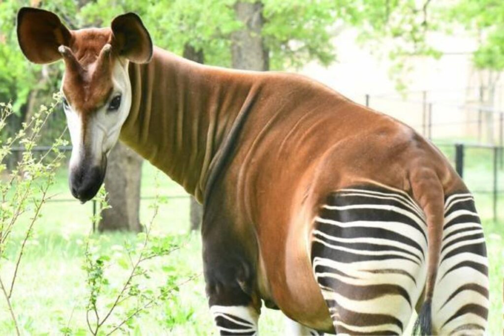 “Meio girafa e meio zebra” animal em risco de extinção ganha novo filhote