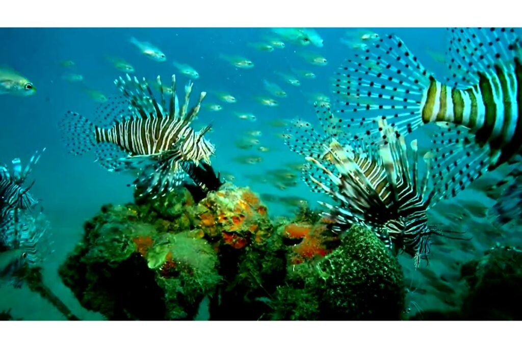 Espécie de peixe agressivo preocupa pescadores e cientistas brasileiros