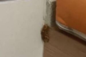 A família encontrou o escorpião no fraldário do hipermercado