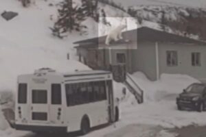Os ursos polares também já invadiram uma estação meteorológica na Rússia