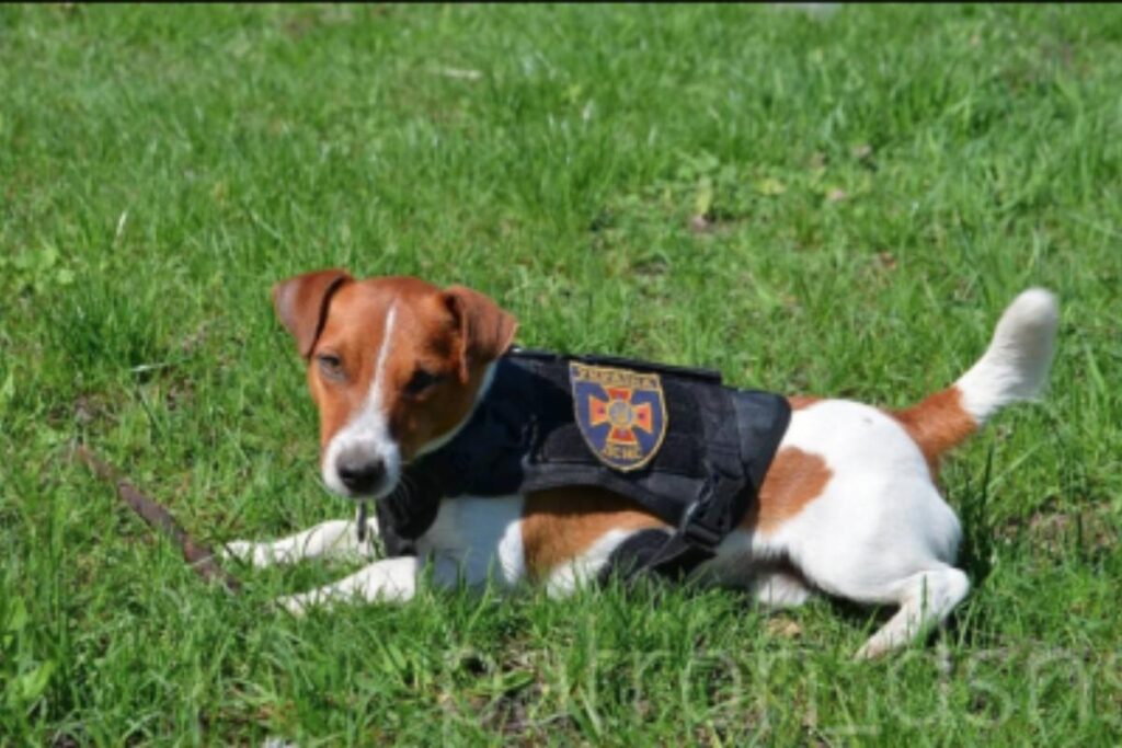 Cão ucraniano fareja 200 bombas e ganha medalha de honra