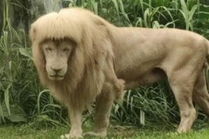 Leão ‘de franja’ é visto em zoológico da China e viraliza nas redes sociais