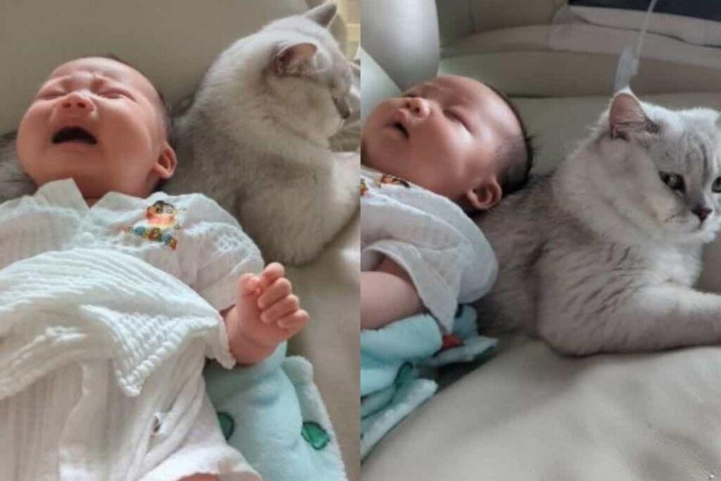 Criança chorando antes de ser acalmada pelo gato