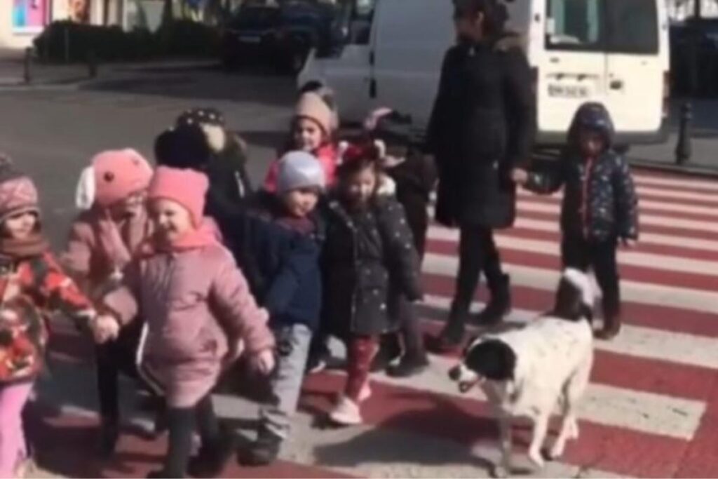 Cachorro “guarda de trânsito” impressiona ao ajudar crianças atravessar a rua