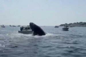O barco continuou normalmente após o salto da baleia