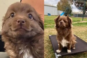 O cachorro tirou boas risadas pela sua expressão icônica
