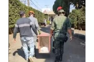 A onça-parda havia sido vista em um hospital
