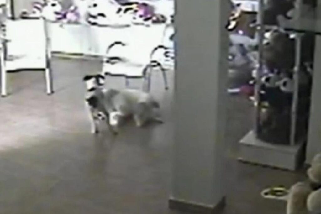 Uso que o cão tentou pegar