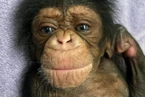 Após complicações no parto, mãe chimpanzé consegue abraçar filhote pela primeira vez