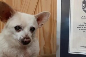 Spike é muito amado por sua família