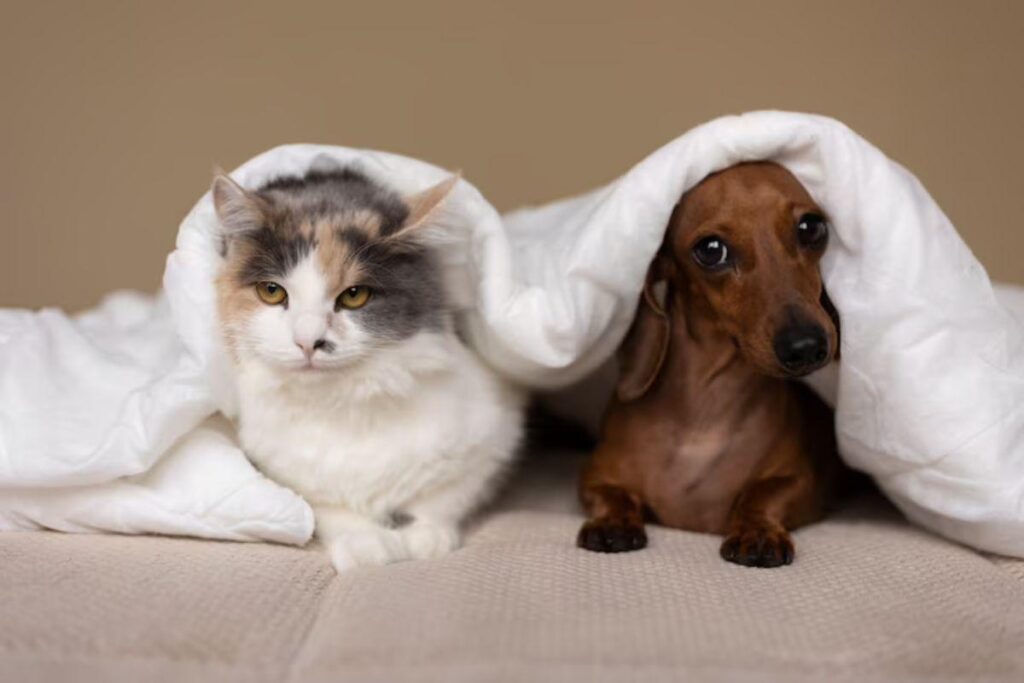 Gatos e cachorros