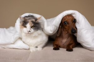 Gatos e cachorros