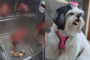 Um vídeo gravado por câmeras de segurança mostra o desespero do menino ao tentar tirar o animal