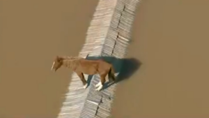 Cavalo esperando resgate