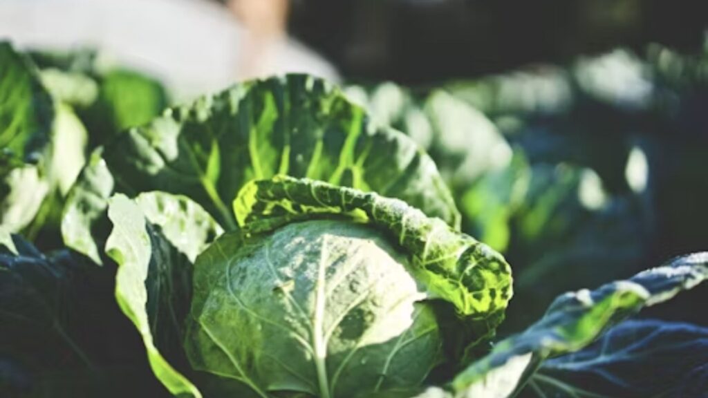 A couve é conhecida por ser rica em vitaminas, minerais e antioxidantes
