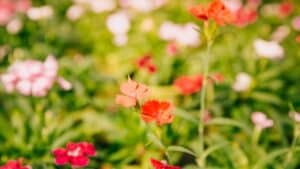 O significado das flores: conheça o que cada tipo pode representar