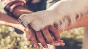 Dia Nacional dos Animais: conheça fatos sobre o seu melhor amigo que você não sabia