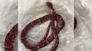Caso inacreditável: homem vomita cobra no Ceará e assusta a população