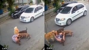 Chocante! Grávida de 7 meses cai e é atacada por dois cães ao tentar proteger seu cachorro