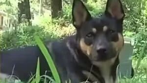 Cão “inicia” investigação após desenterrar ossos humanos em casa de família quatro vezes em um ano